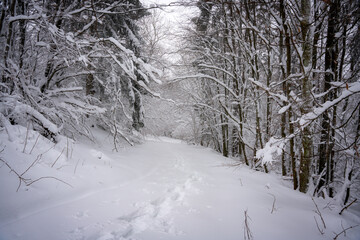Winter, Bäume, Wald, Winterlandschaft, Schnee, Schneelandschaft, Weihnachten, Weg, Bayern