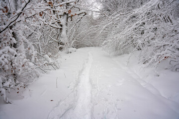 Winter, Bäume, Wald, Winterlandschaft, Schnee, Schneelandschaft, Weihnachten, Weg, Bayern