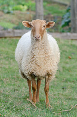 Sheep in a meadow looking at camera
