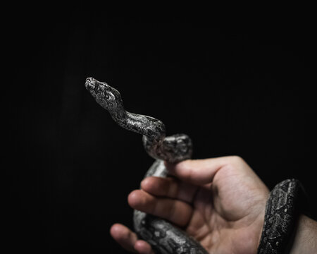 smoking a cigarette snake in hands , serpiente , vibora, reptil, animal