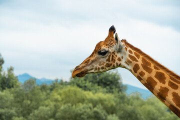 portrait of a giraffe in zoo