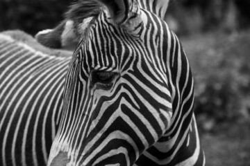 Obraz na płótnie Canvas zebra in the zoo