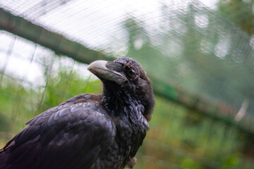 Common raven (Corvus corax)