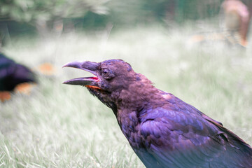 Common raven (Corvus corax)