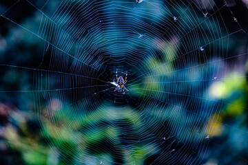 spider on web