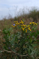 flowers in the field