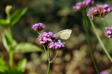 bee on a flower