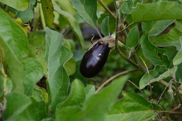 black olives on a branch