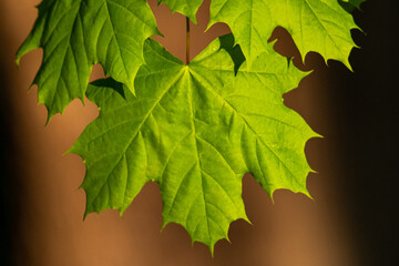green maple leaves background