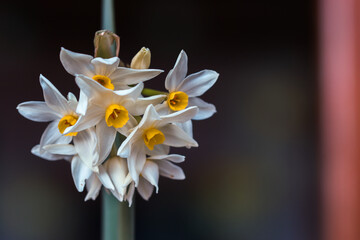Primo piano di Narciso selvatico fiorito in primavera su sfondo scuro.