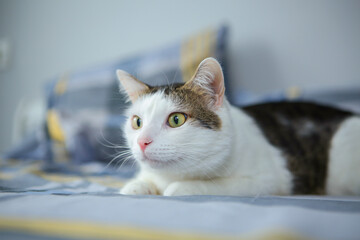 Spotted cat lies on a sofa on a pillow