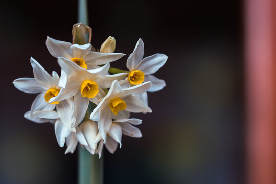 Primo piano di Narciso selvatico fiorito in primavera su sfondo scuro.