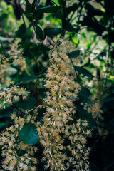 Flores blancas del bosque, Smilax officinalis, Smilax aspera.