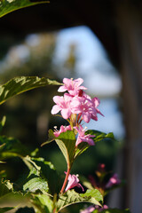 Obraz premium pink and white flowers