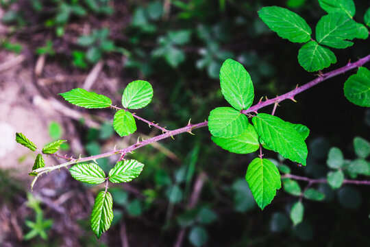 Hojas en el bosque de una zarza
