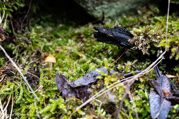 wild mushroom in the forest