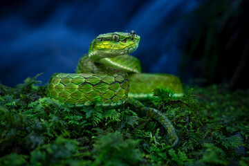 Portrait of a large-scaled pit viper against a stream with an insect on top of its head