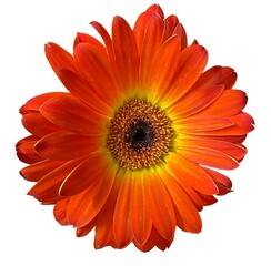 Dark orange gerbera flower, top view, photo isolated on white background