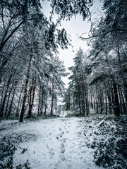 Wintery Forest