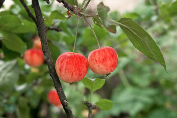 Apple Tree (Malus domestica) in orchard