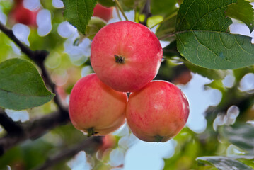 Apple Tree (Malus domestica) in orchard