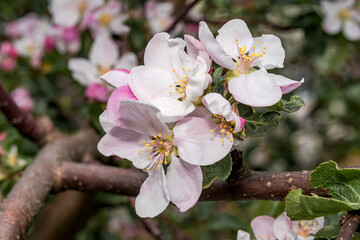 Apple Tree (Malus domestica) in orchard