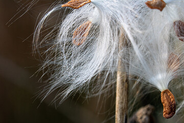 close up of milk weed seed