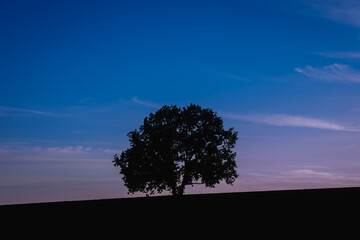 Fototapeta na wymiar Tree on the field, silhouette at sunset.