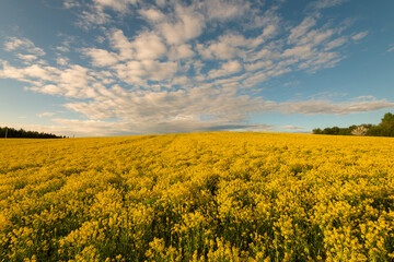 Yellow rapeseed field against the blue sky