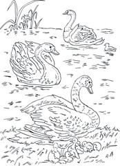 childrens coloring book swans with chicks vector