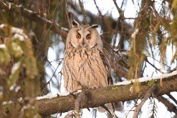 Owl posing on the tree.