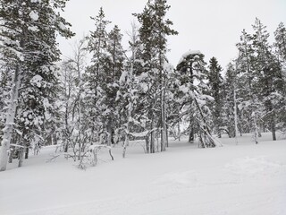 Balade hivernale dans une commune ou dans un parc national dans la région de la Laponie, en Finlande, safari, neige et levée ou couchée du soleil.
