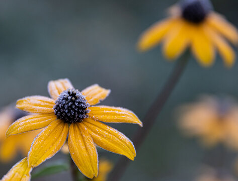 black-eyed susan blossoms covered in frost