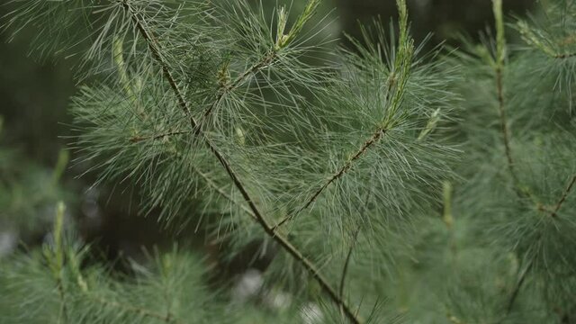 Slow motion Pinus wallichiana branches closeup