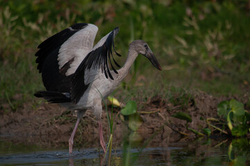 Naklejka premium Birds