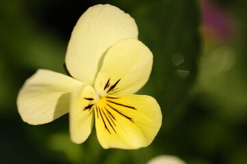 yellow flower in the garden