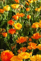 orange flowers in garden