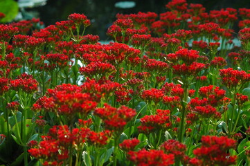 Fototapeta premium field of red tulips