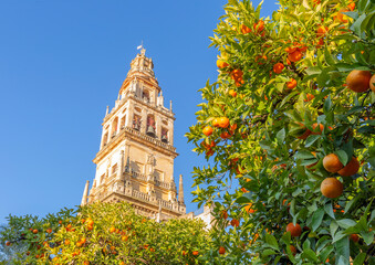 Fototapeta premium Giralda and orange tree courtyard, It's the name given to the bell tower of the Cathedral of Santa Maria de la Sede of the city of Seville, in Andalusia, Spain.