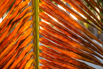 detail of dried coconut palm leaf, brown, in the tropical Caribbean. Cocos nucifera, Arecaceae, coco