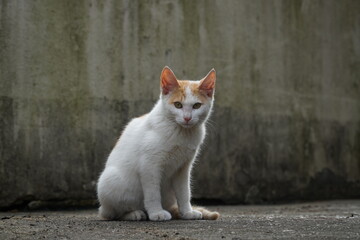 Obraz premium A cat spotted in the suburbs.