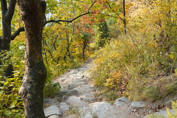 autumn in the forest