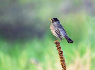 A closeup portrait of an American Robin perched atop a stalk of Common Mullein, overlooking a softly depicted green field with golden grasses.