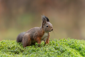  Curious Eurasian red squirrel (Sciurus vulgaris) in the forest of Noord Brabant in the...