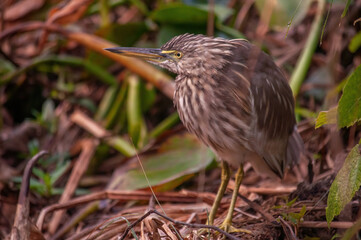 blue heron