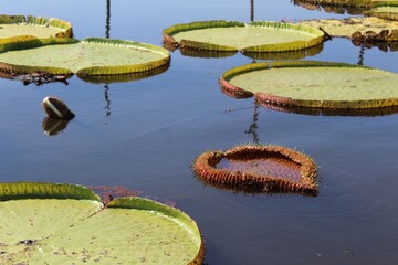 Water lillies