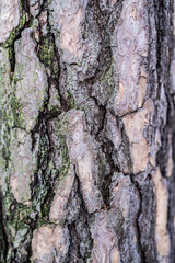 rough bark of a tree