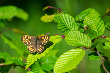 butterfly on a leaf