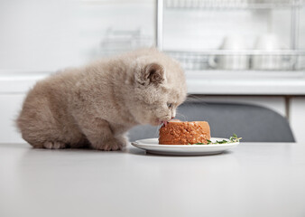 kitten and pet food