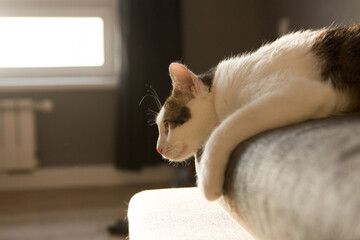 Tabby cat sitting on the couch, is illuminated by the sun coming through the window. 